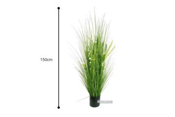 Picture of Onion Grass - 150cm