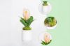Picture of  Set of 3 - ARTIFICIAL Flower Potted Plants Decorative Set