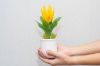 Picture of  Set of 3 - ARTIFICIAL Flower Potted Plants Decorative Set