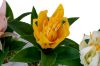 Picture of  Set of 3 - ARTIFICIAL Flower Potted Plants Decorative Set
