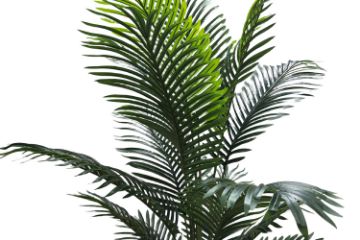 Picture of Artificial Potted Areca Palm Plant - H150cm