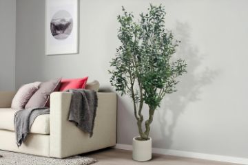 Picture of Artificial Potted Olive Plant - H230cm
