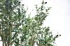 Picture of Artificial Potted Olive Plant - H230cm