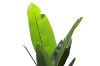 Picture of Artificial Potted Traveller Palm Plant - H210cm