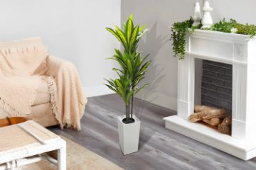 Picture of Artificial Green Upright Brazilian Ironwood Plant - H150cm