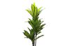 Picture of Artificial Green Upright Brazilian Ironwood Plant - H150cm