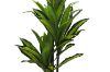 Picture of Artificial Green Upright Brazilian Ironwood Plant - H150cm