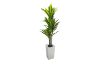 Picture of Artificial Green Upright Brazilian Ironwood Plant - H150cm