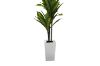 Picture of Artificial Green Upright Brazilian Ironwood Plant - H150cm