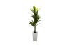 Picture of Artificial Green Upright Brazilian Ironwood Plant - H150cm