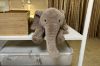 Picture of ELEPHANT Plush Cushion (Off-white) - H45