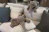 Picture of ELEPHANT Plush Cushion (Off-white) - H45