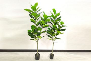 Picture of ARTIFICIAL PLANT Fiddle Leaf (Black Plastic Pot) - 120cm Tall