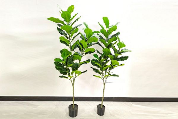 Picture of ARTIFICIAL PLANT Fiddle Leaf (Black Plastic Pot) - 120cm Tall