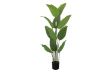 Picture of 353-002 Artificial Green Traveler's Palm Plant - H150cm