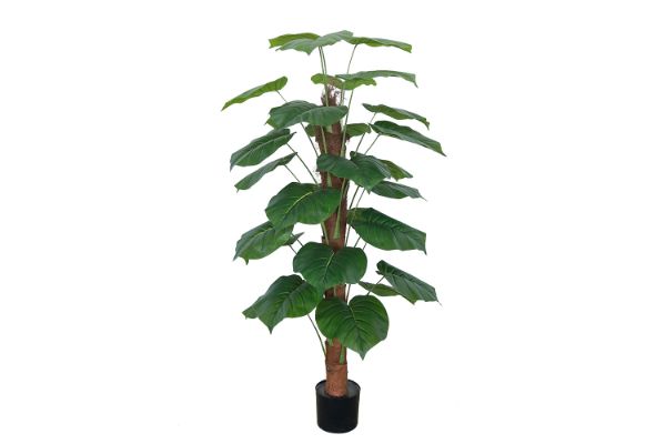 Picture of 353-012 Artificial Green Pothos Plant - H140cm