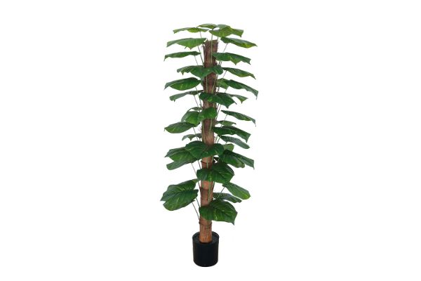 Picture of 353-013 Artificial Green Pothos Plant - H170cm
