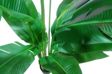 Picture of 353-001 Artificial Green Traveler's Palm Plant - H180cm