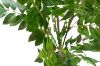 Picture of 353-009 Artificial Green Lacquered Wood Plant - H170cm