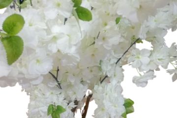 Picture of 353-010 Artificial White Cherry Blossom Tree Plant - H190cm