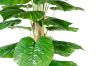 Picture of 353-013 Artificial Green Pothos Plant - H170cm