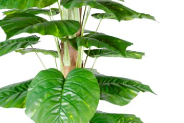 Picture of 353-013 Artificial Green Pothos Plant - H170cm