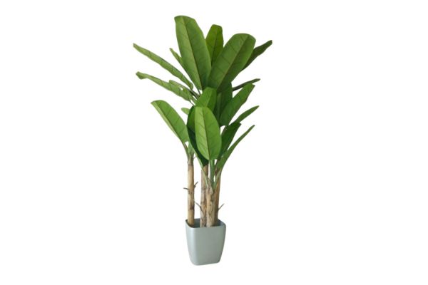 Picture of  [FLOOR MODEL CLEARANCE] 353-005 Artificial Green Banana Tree Plant - H300cm