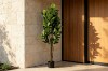 Picture of ARTIFICIAL PLANT Rubber Tree (H160cm)