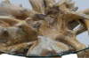 Picture of TAKARA D110/D125 Tempered Glass Top Handcrafted Teak Root Coffee Table