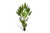 Picture of 394-001 Artificial Green Strelitzia Plant - H250cm