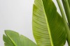 Picture of 394-001 Artificial Green Strelitzia Plant - H250cm