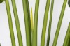 Picture of 394-001 Artificial Green Strelitzia Plant - H250cm