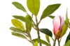 Picture of 394-003 Artificial Green Magnolia Plant - H70cm