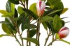 Picture of 394-003 Artificial Green Magnolia Plant - H70cm