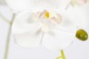 Picture of 394-006 Artificial White Orchid Plant - H50cm