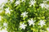 Picture of 394-009 Artificial Green Plant - H20cm