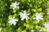 Picture of 394-009 Artificial Green Plant - H20cm